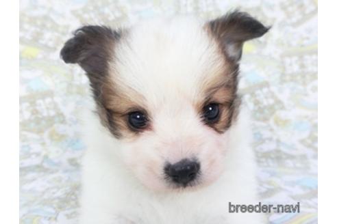 成約済の千葉県のパピヨン-142599の1枚目